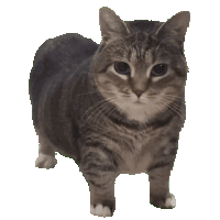 A cute kitten